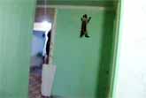 Spectacular Spider-Cat